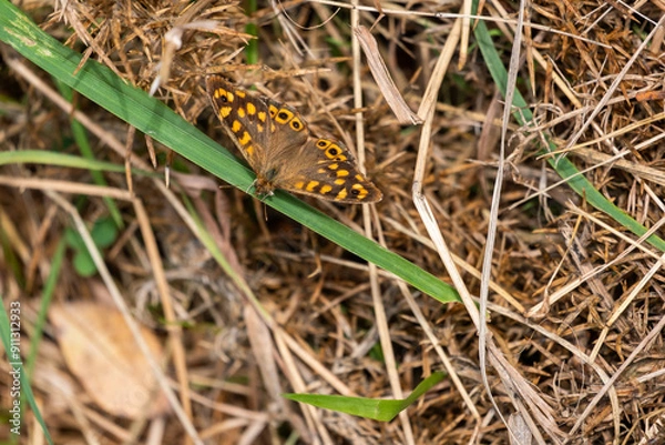 Obraz butterfly on a leaf