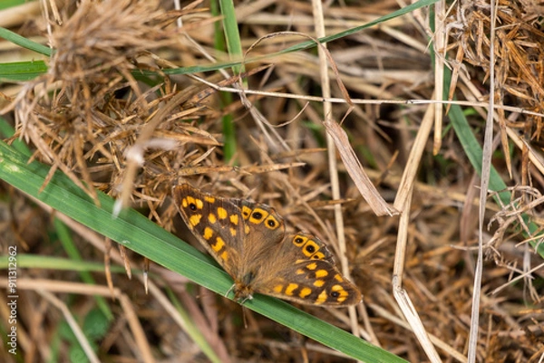 Obraz butterfly on grass