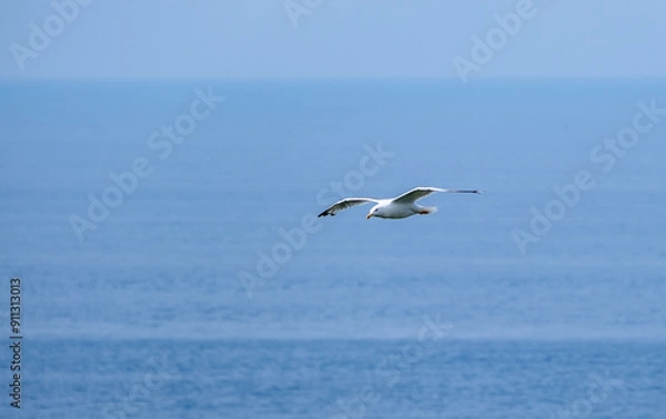 Obraz seagull in the sky