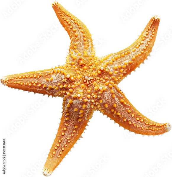 Fototapeta A Starfish