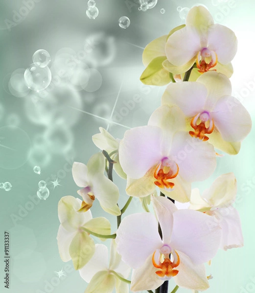 Obraz Kwiaty orchidei na abstrakcyjnym tle
