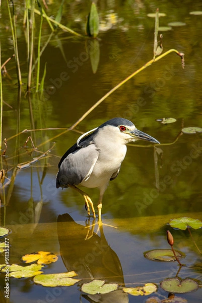 Obraz great blue heron