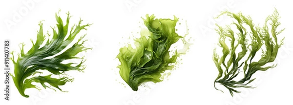 Fototapeta Set of seaweed plant cutout. Isolated on a transparent background.