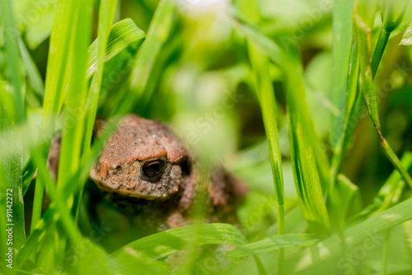 Obraz Makroaufnahme einer Kröte