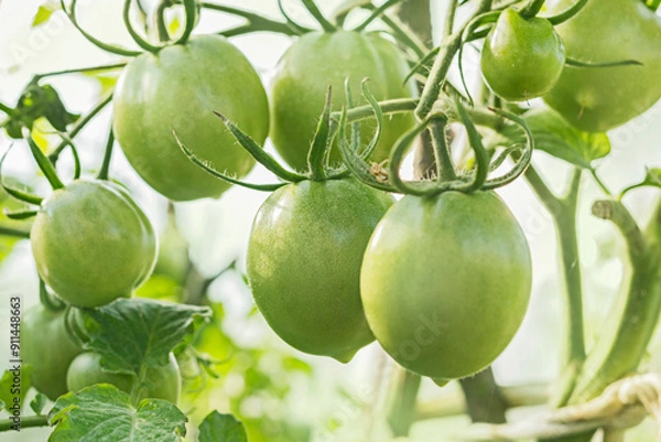 Obraz Real large green tomatoes on branch