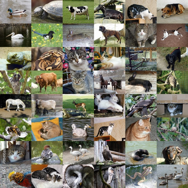 Obraz Set of 48 animals photos