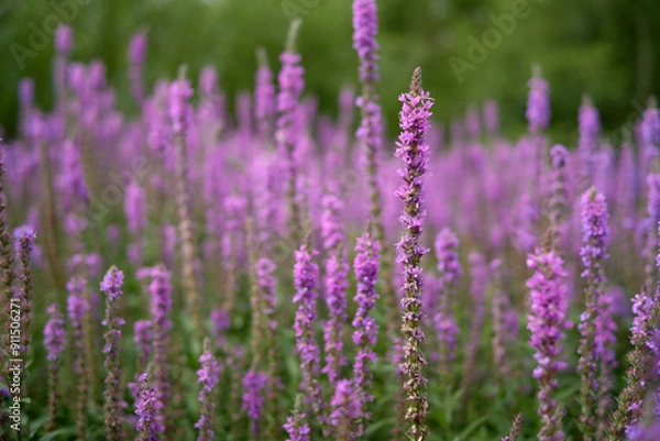 Obraz lavender field in region