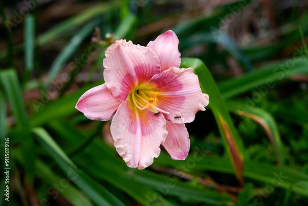 Obraz pink and yellow flower
