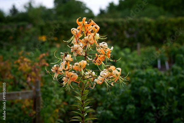 Obraz orange and flowers
