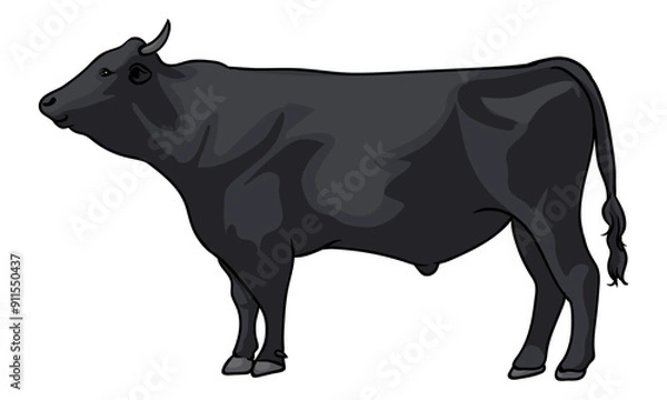 Obraz Kobe cattle with separate white background