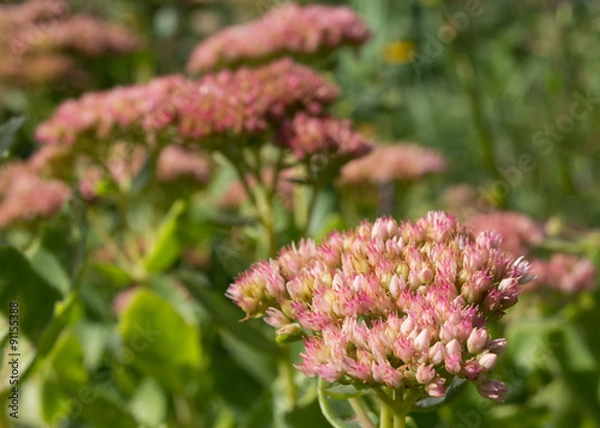 Fototapeta Sedum