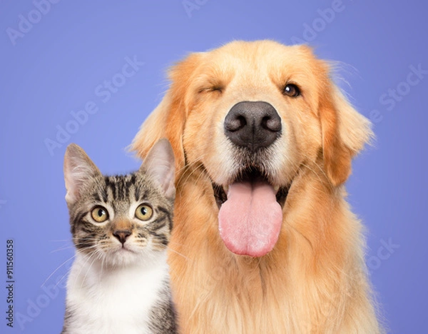 Fototapeta Cat and dog together portrait isolated on white background