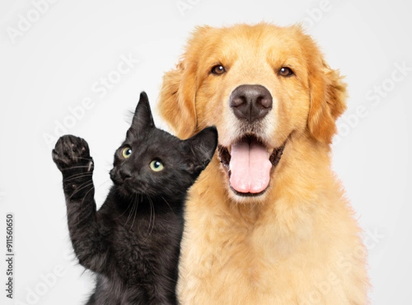 Fototapeta Golden retriever and a black cat together isolated on white background studio shot