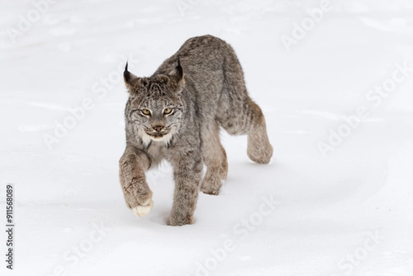 Fototapeta Canadian Lynx (Lynx canadensis) Steps Forward Ears Back Winter