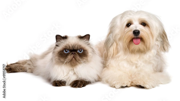 Fototapeta Happy havanese dog and a young persian cat lying together