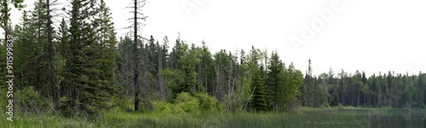 Fototapeta A panoramic view of a northern forest setting and a marshy lake. The sky is transparent.
