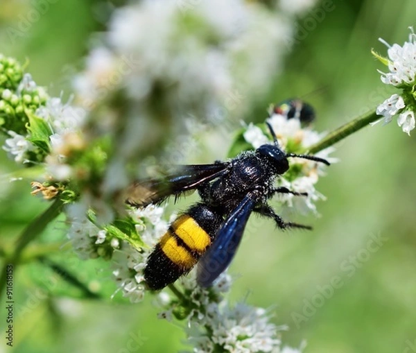 Obraz Borstige Dolchwespe (Scolia hirta) auf Minze