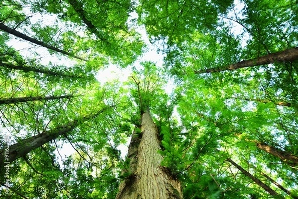 Obraz 緑を見上げて