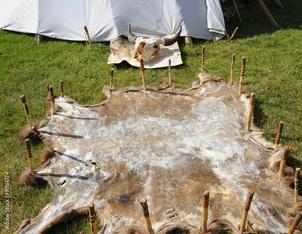 Fototapeta Buffalo skull and tanning hide displayed outside.