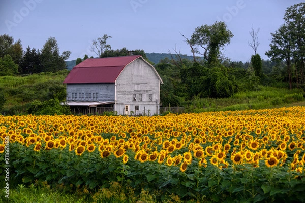 Fototapeta Sunflower field with grey barn