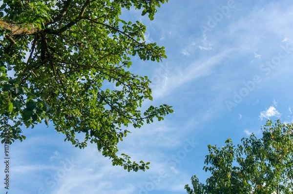 Obraz Trees with green foliage against the blue sky and clouds.