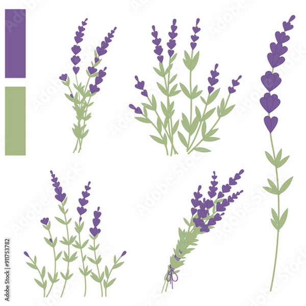 Fototapeta Vector illustration of lavender flowers, branches, bouquets on a white background, perfect for botanical designs, natural themes, wedding invitations, decor projects, herbal products, greeting cards