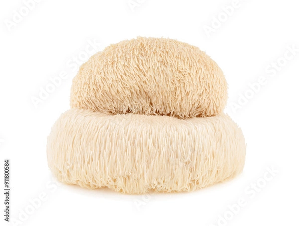 Obraz lion mane mushroom isolated on white background.