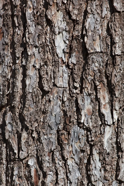 Fototapeta bark texture