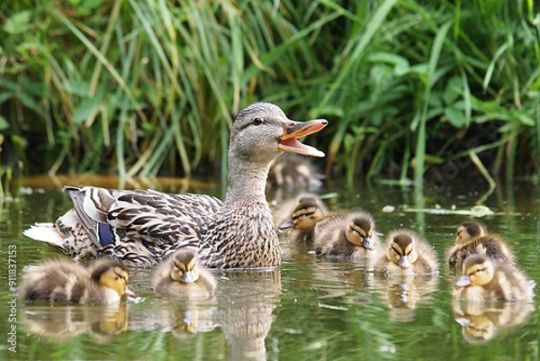 Fototapeta ducks family on a pond in summer natural background