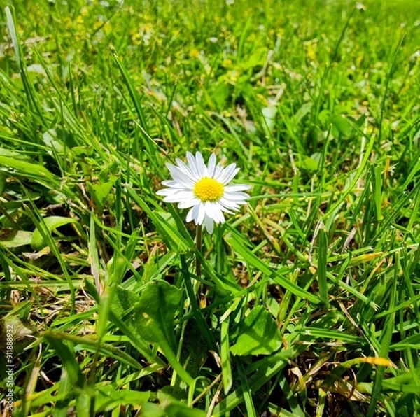 Fototapeta Isolated single white yellow common daisy flower plant in a green grass field