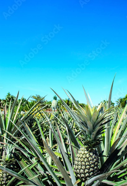 Obraz Pineapple Plant