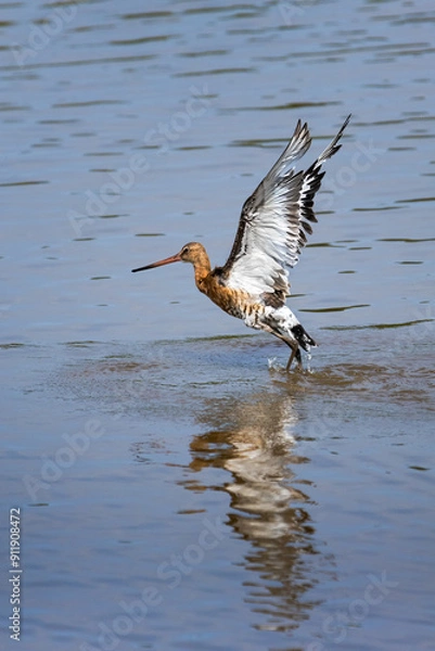 Obraz Black-tailed godwit
