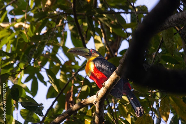 Fototapeta A different kind of brazilian toucan