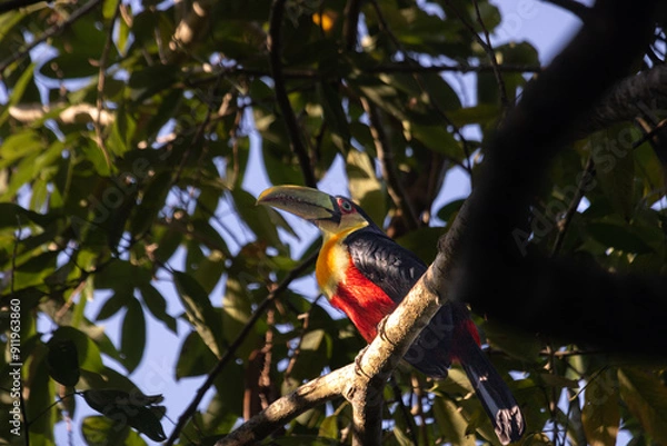 Fototapeta A different kind of brazilian toucan