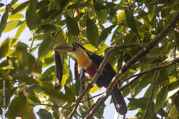Fototapeta A different kind of brazilian toucan