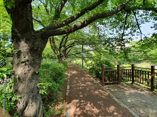 Fototapeta 대전 화폐 박물관 가는 길