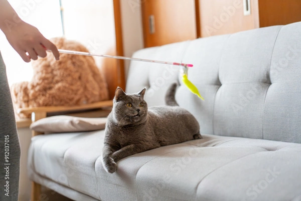 Fototapeta A British Shorthair Blue cat chasing a cat toy wand on a blue sofa, playing excitedly and happily, jumping continuously like a hunter trying to catch its prey

