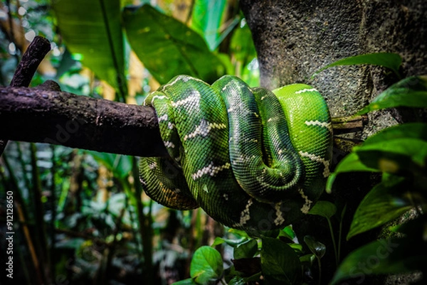 Fototapeta 緑の木の上の蛇