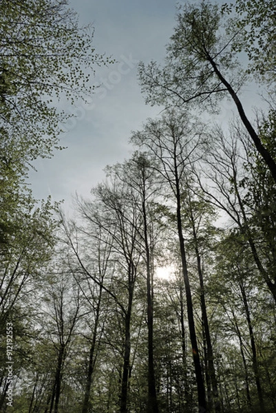 Fototapeta trees in the woods