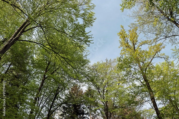 Fototapeta trees in the sky