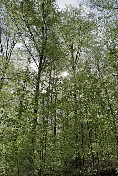 Fototapeta trees in the forest