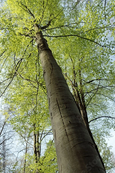 Fototapeta trees in the park