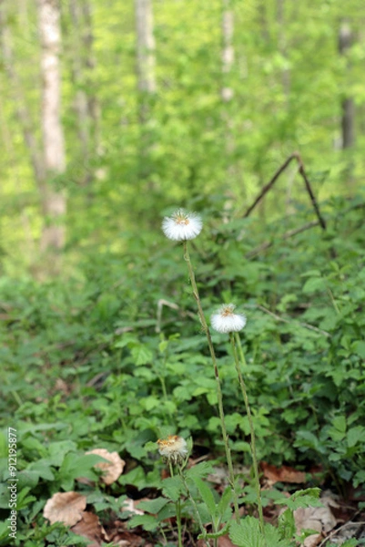 Fototapeta flower in the forest