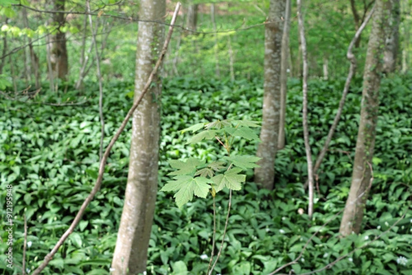 Fototapeta tree in the woods