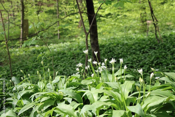 Fototapeta spring in the forest