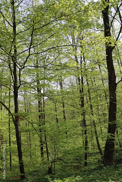 Fototapeta spring in the forest