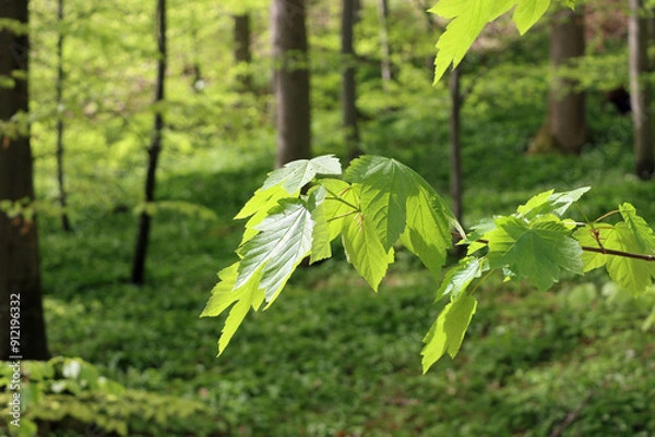 Fototapeta leaves in spring