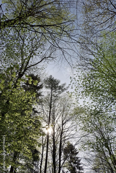 Fototapeta trees in the forest