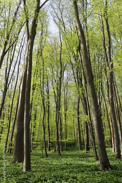 Fototapeta trees in the forest with garlic