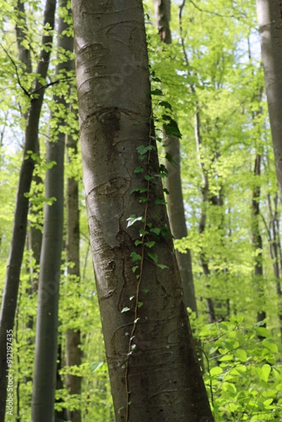 Fototapeta tree in the forest